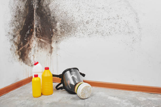 Best Mold Remediation Experts  in Nipomo, CA