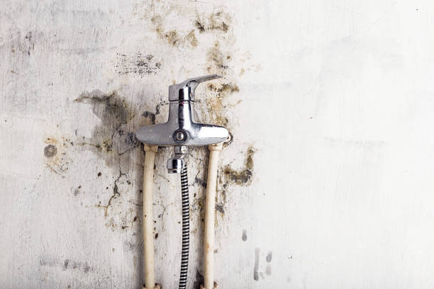 Best Local Mold Removal Service  in Nipomo, CA