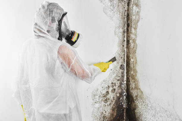 Mold Testing and Removal in Nipomo, CA