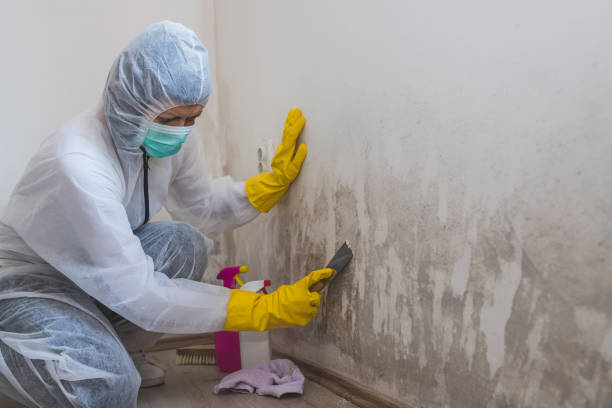 Trusted Nipomo, CA Mold Removal Experts