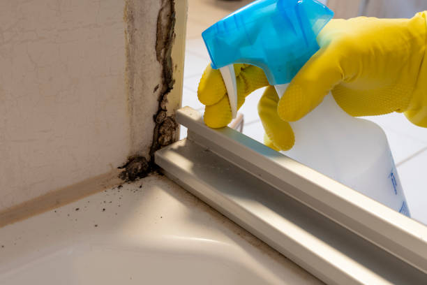 Best Attic Mold Removal  in Nipomo, CA