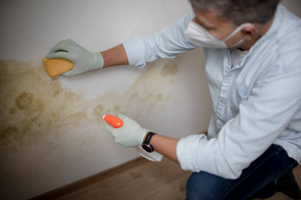 Office Mold Removal Services in Nipomo, CA