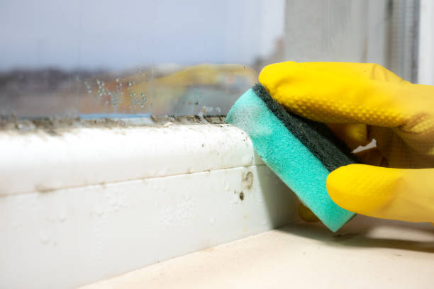 Best Mold Remediation  in Nipomo, CA
