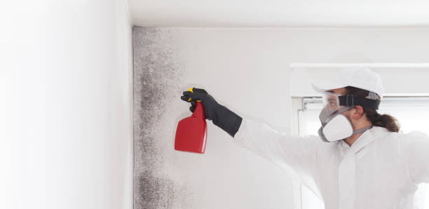 Best Crawl Space Mold Removal  in Nipomo, CA