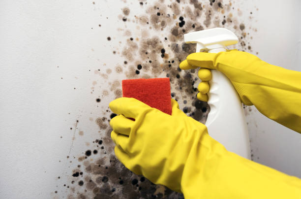 Best Commercial Mold Removal  in Nipomo, CA