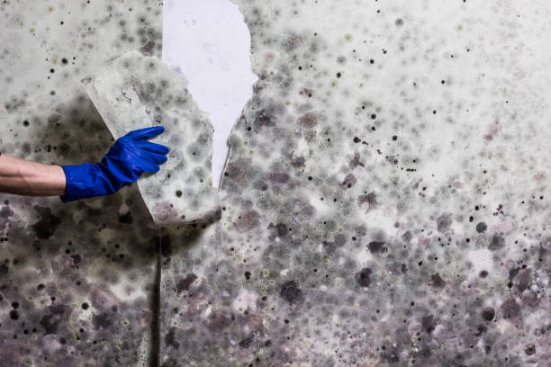 Best Mold Testing  in Nipomo, CA